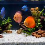 1200 300020Micron20Calcite Application Aquarium