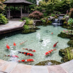 1200 300020Micron20Calcite20Application20Aquarium20320Koi