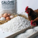 400 120020Micron20Calcite20Application20Chicken20Eggs