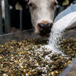 400 120020Micron20Calcite20Application20Cows