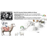 400 120020Micron20Calcite20Application20Sheeps